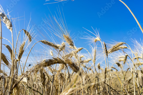 Gold wheat field and blue sky