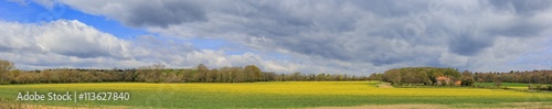 Beautiful Brassica napus in UK rural