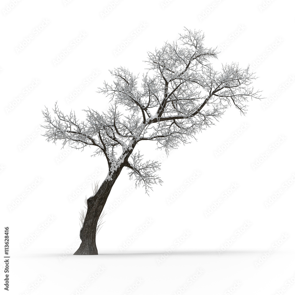 Winter tree without leaves on white background 3d rendering Winter tree without leaves on white background 3d rendering