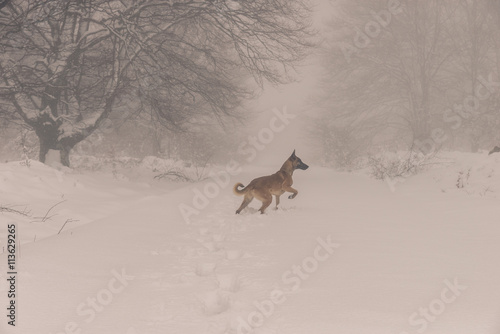Belgian Malinois dog playing in the snow