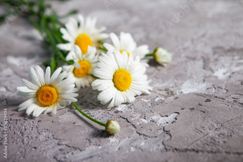 beautiful Daisy on gray concrete background. Summer card with ch