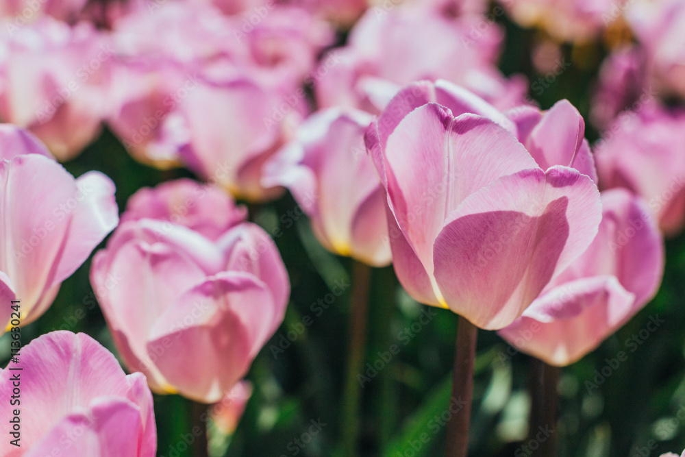 colorful tulips, tulips in spring colorful tulips, tulips in spring