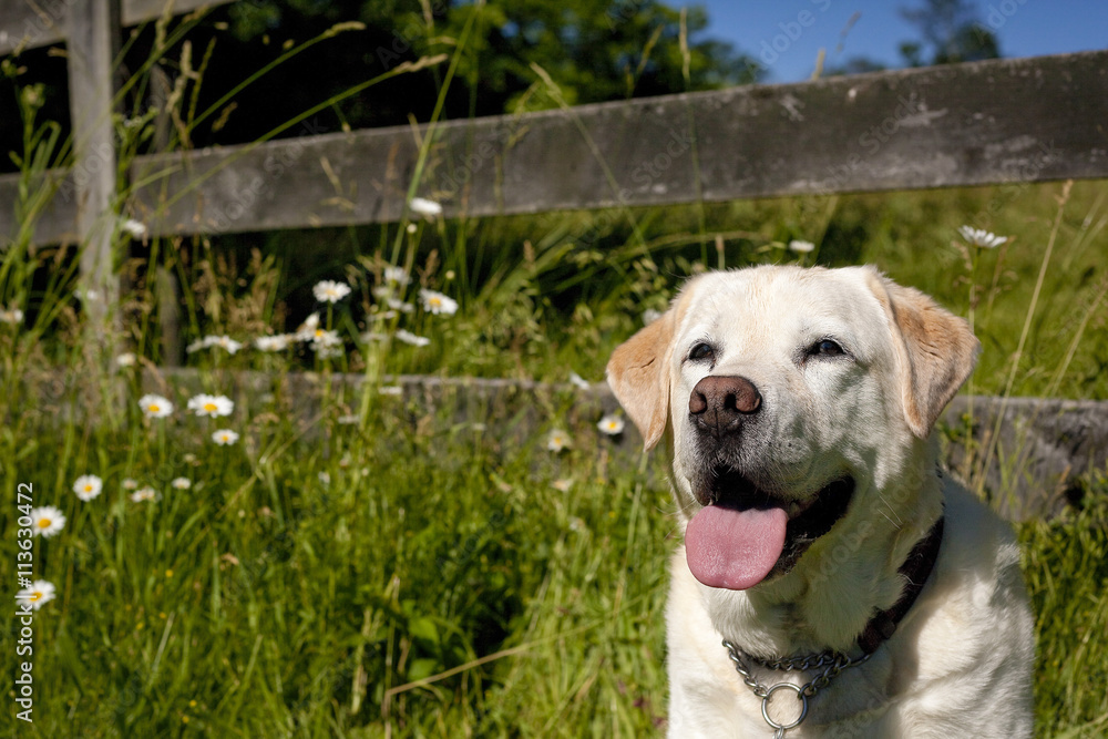 Happy yellow Labrador retriever sitting in countryside with wildflowers and old fence looking happy and panting