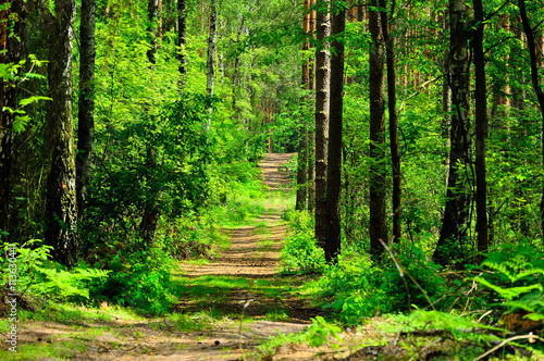 Droga prowadzi przez zielony las  photo