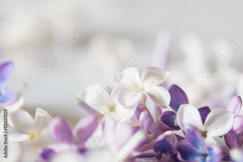 nice lilac © fox17