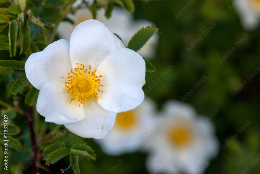 Bush of the white wild roses on blurred background