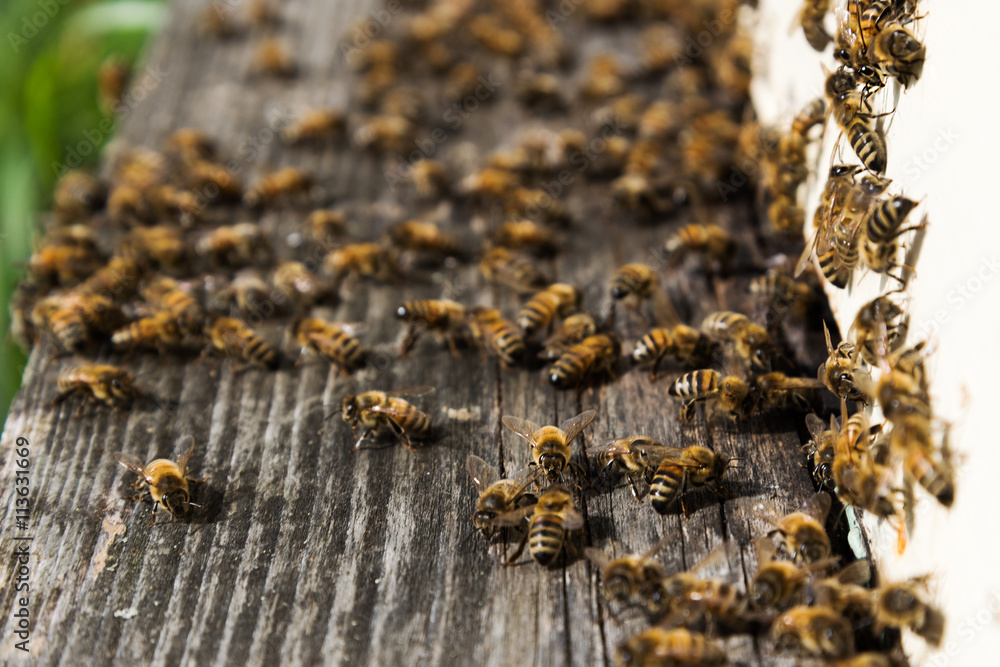 Bees at hive. Bees at hive.