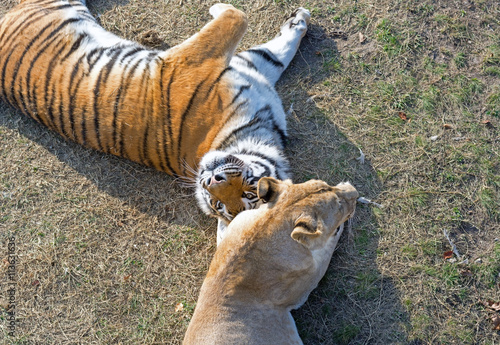 Fototapeta Naklejka Na Ścianę i Meble -  the Amur tiger