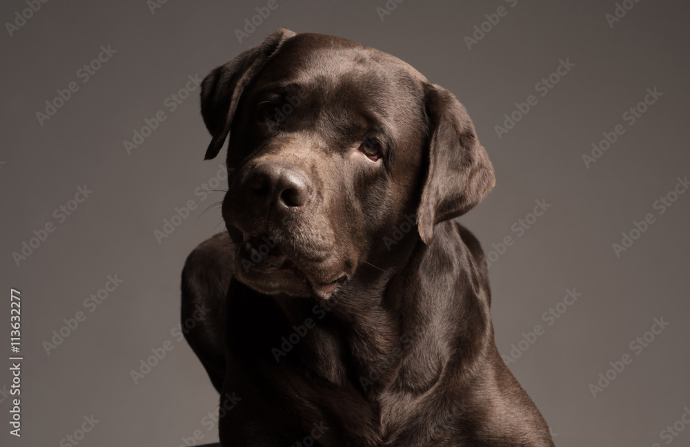 Chocolate Labrador retriever sitting in front of gray background Chocolate Labrador retriever sitting in front of gray background