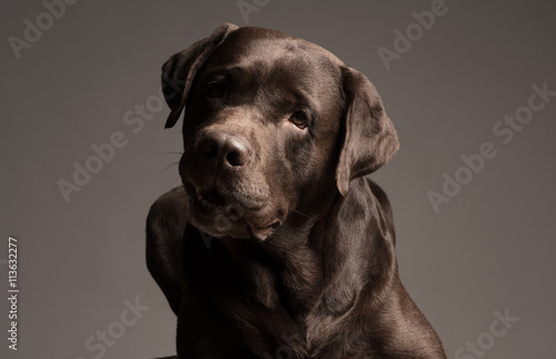 Chocolate Labrador retriever sitting in front of gray background