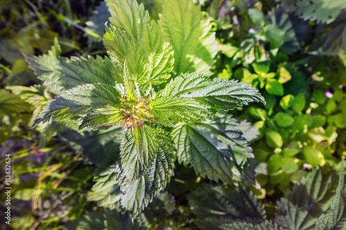 Blooming nettle in a natural environment