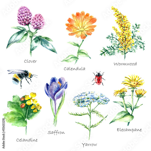 Collection of hand drawn medical herbs and plants. 