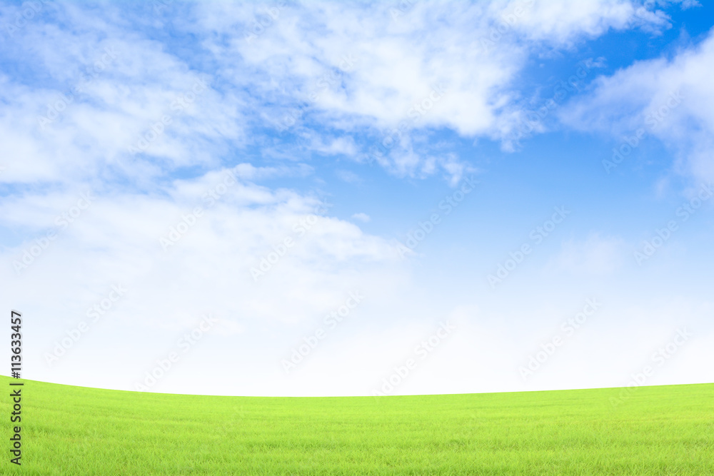 Background green grass and blue sky Background green grass and blue sky