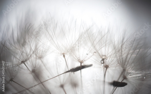 Dandelion abstract background. Shallow depth of field.