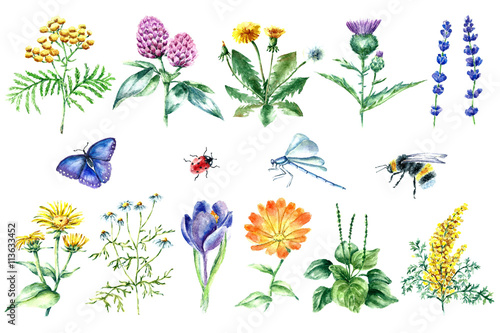 Collection of hand drawn medical herbs and plants. 