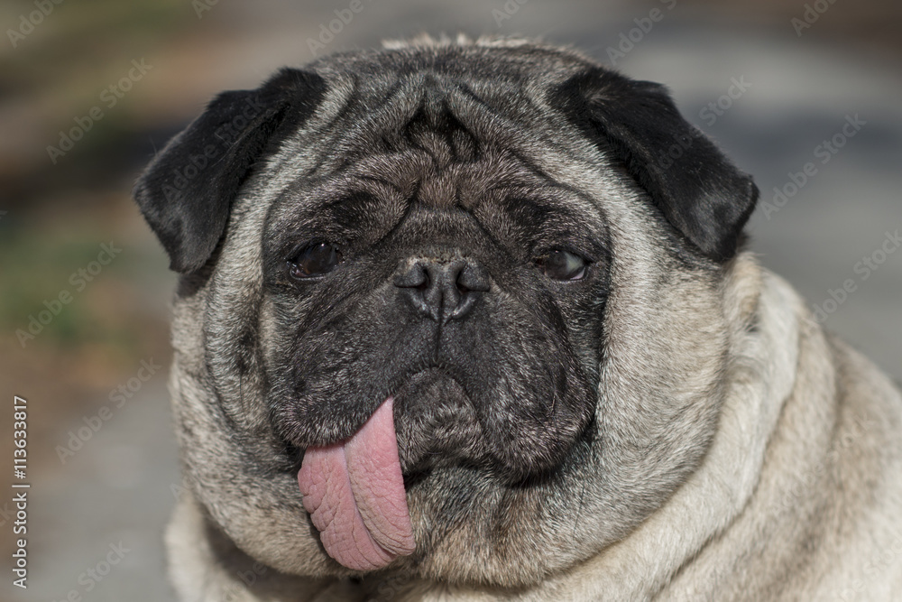 Pug with tongue hanging out.