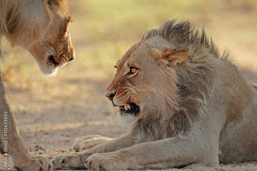 Portrait of an aggressive male African lion (Panthera leo), Kalahari desert, South Africa. Portrait of an aggressive male African lion (Panthera leo), Kalahari desert, South Africa.
