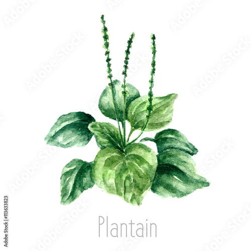 Watercolor plantain herbs.