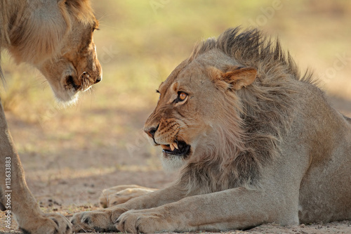 Portrait of an aggressive male African lion (Panthera leo), Kalahari desert, South Africa.