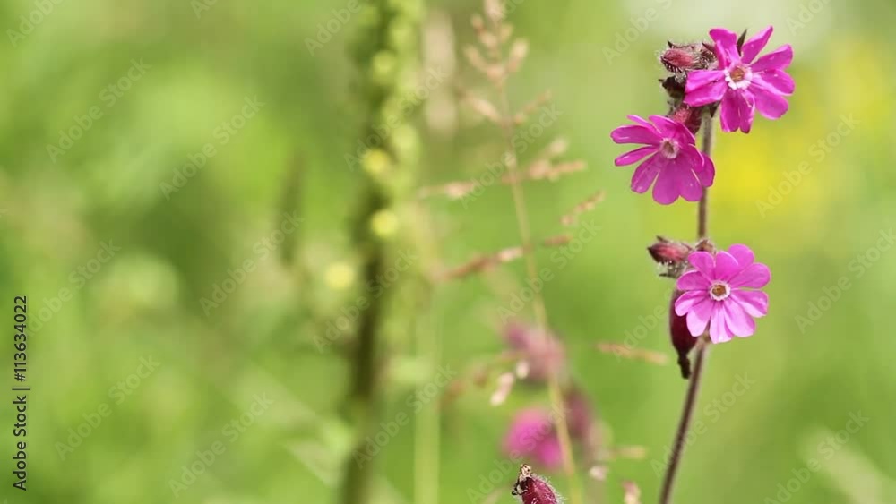 Wiesenblume wiegt sich im Wind Wiesenblume wiegt sich im Wind