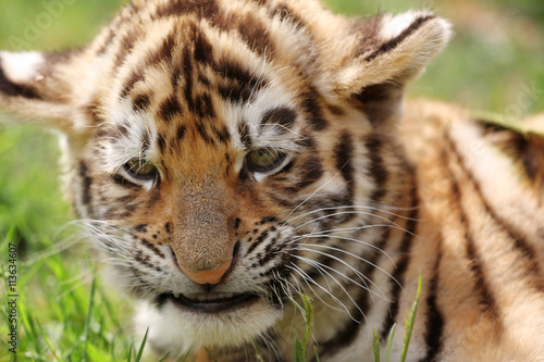 Baby tiger lying on grass