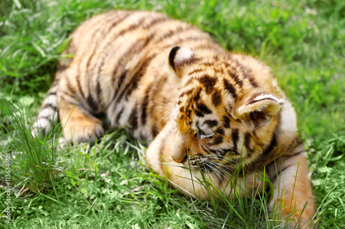 Fototapeta Naklejka Na Ścianę i Meble -  Baby tiger lying on grass