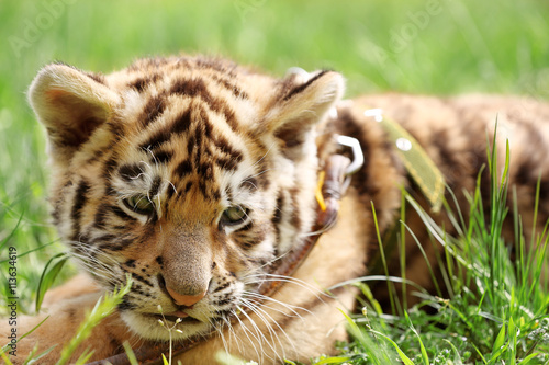 Fototapeta Naklejka Na Ścianę i Meble -  Baby tiger lying on grass
