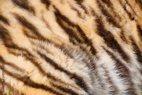 Fototapeta Naklejka Na Ścianę i Meble -  Tiger fur texture