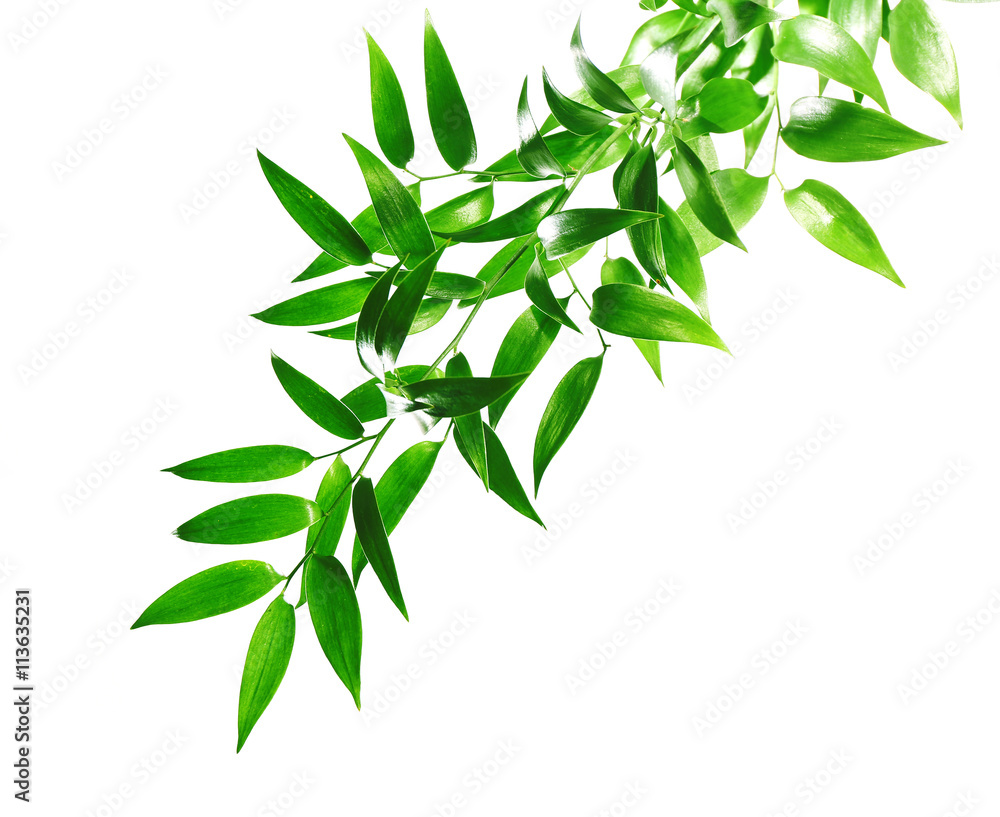 Fototapeta premium Tree branch with green leaves on white background