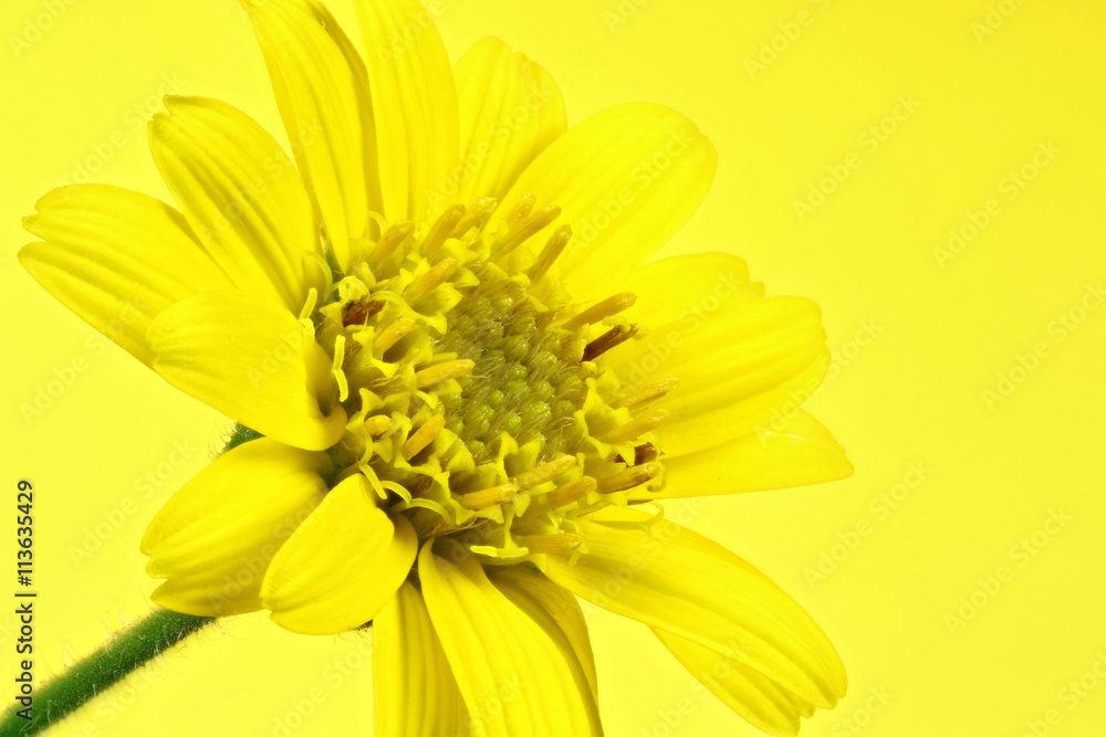 Arnika Blüte vor gelbem Hintergrund