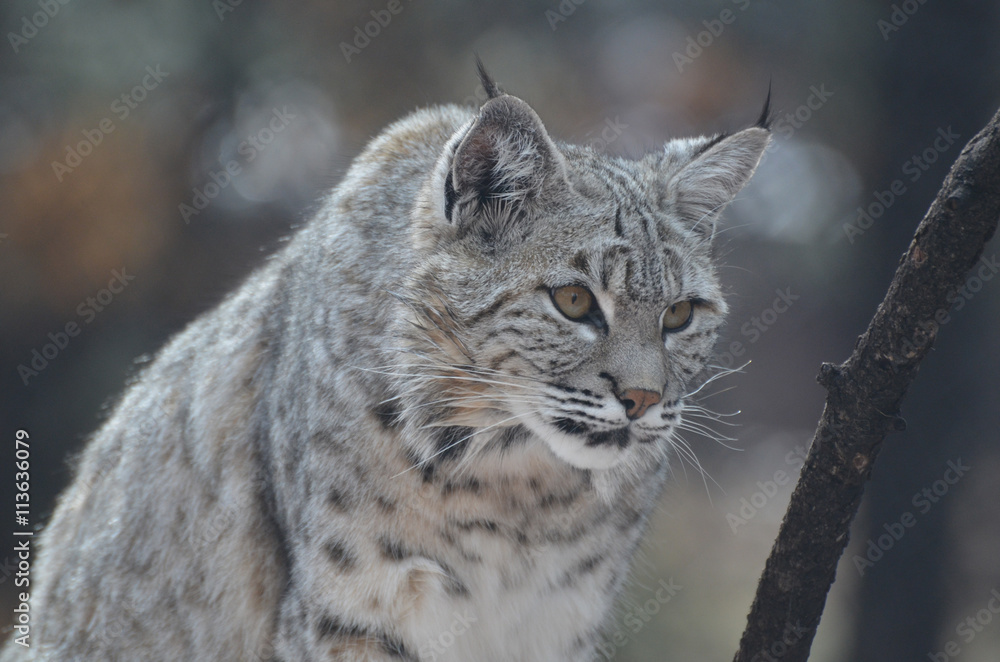 Obraz premium Stalking Canadian Lynx