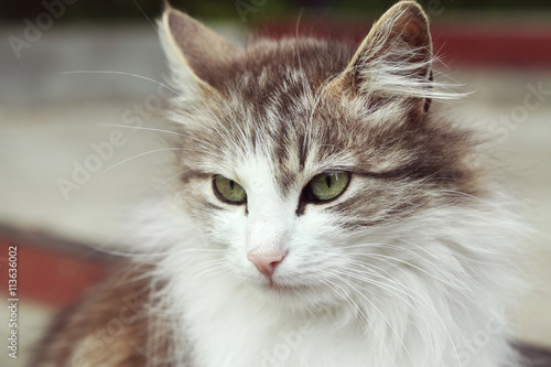 Underbred cute cat on street photo