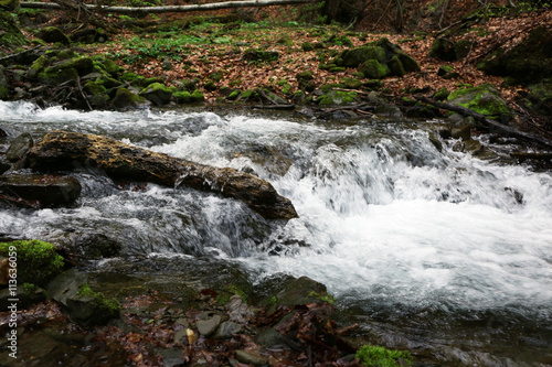 Small river in forest