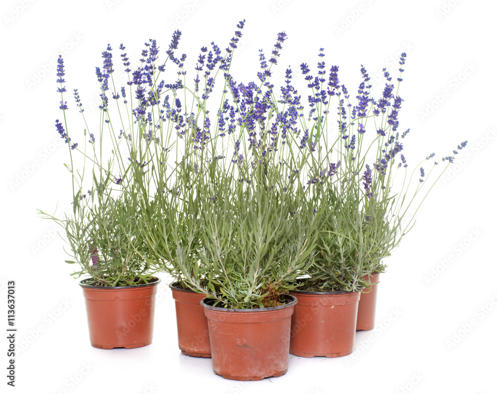 Obraz premium lavender in studio
