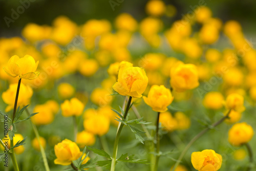 Yellow flowers in the field. One is in focus and the rest is out of focus in the background.