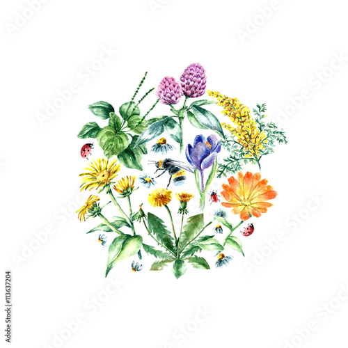 Collection of hand drawn medical herbs and plants.