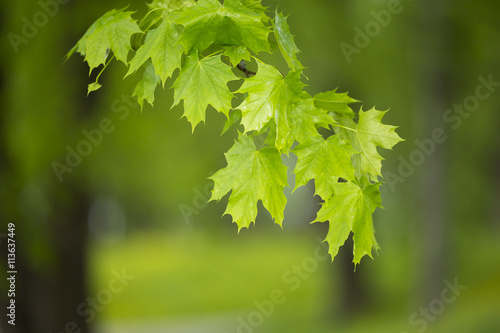 Green maple leaves hanging in the park.