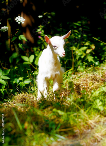 little baby goat on wild meadow on beautiful sommer day.