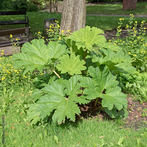 Mammutblatt, Gunnera manicata photo