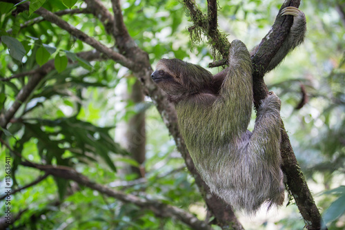 View of the sloth in the jungle in Costa rica © Rochu_2008