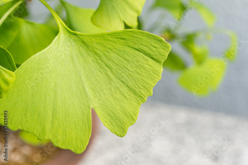 Close-up of Ginkgo Biloba leaves