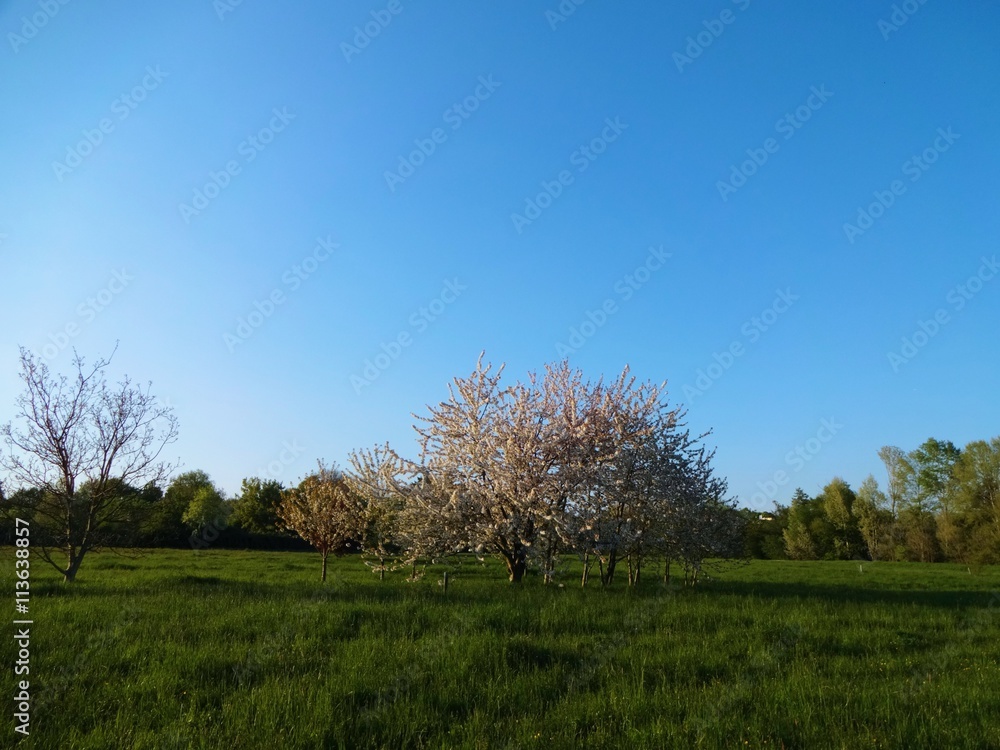 Obraz premium Blütenbaum auf Wiese