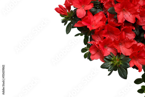 Red Azalea flower on white background with free space for text