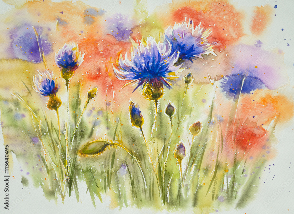 Obraz Czerwoni makowi kwiaty w tle, błękitny chabrowy na lato łące Obraz tworzący z akwarelami.