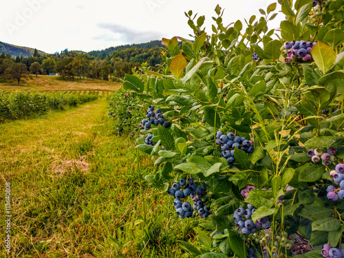 Organic blueberry farm