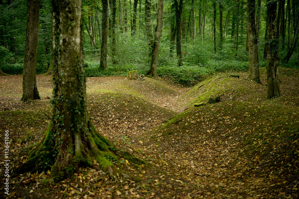 Obraz premium Bomkraters in de bossen rond Verdun, getuigen van de eerste wereldoorlog.
