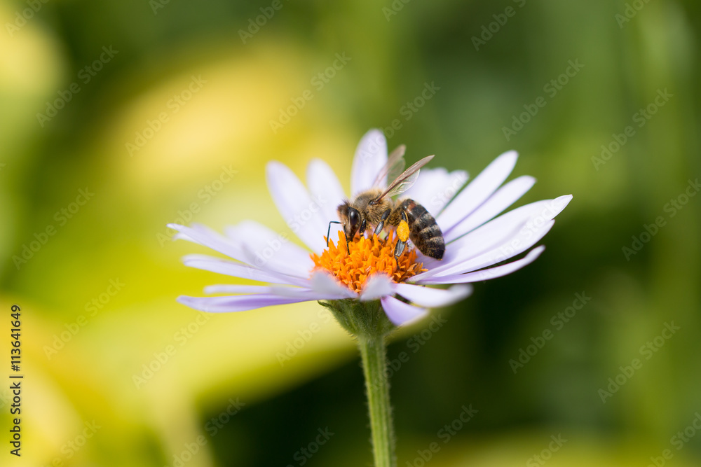 active honey bee collecting pollen and nectar from purple blooming marguerite flower in summer garden active honey bee collecting pollen and nectar from purple blooming marguerite flower in summer garden