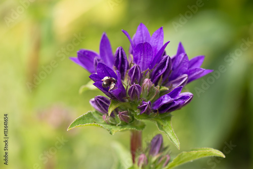 purple blooming bellflower campanula with little bee inside in countryside garden