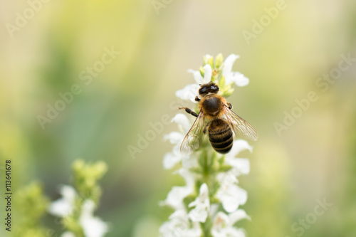 honey bee collecting healthy nectar from white salvia flower in natural garden