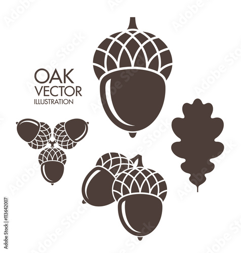 Oak. Acorn. Leaf